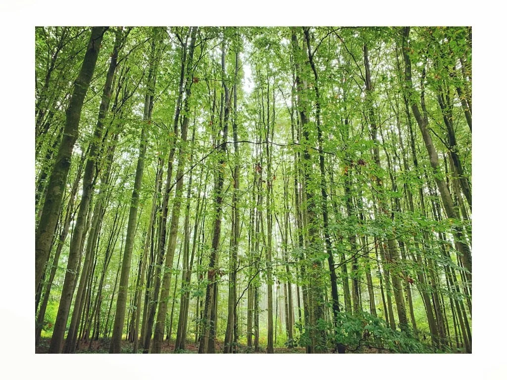 Corona en onverstoorbaarheid.  Eerste hulp bij angst, depressie, onzekerheid, … alles wat je uit je stuk brengt.