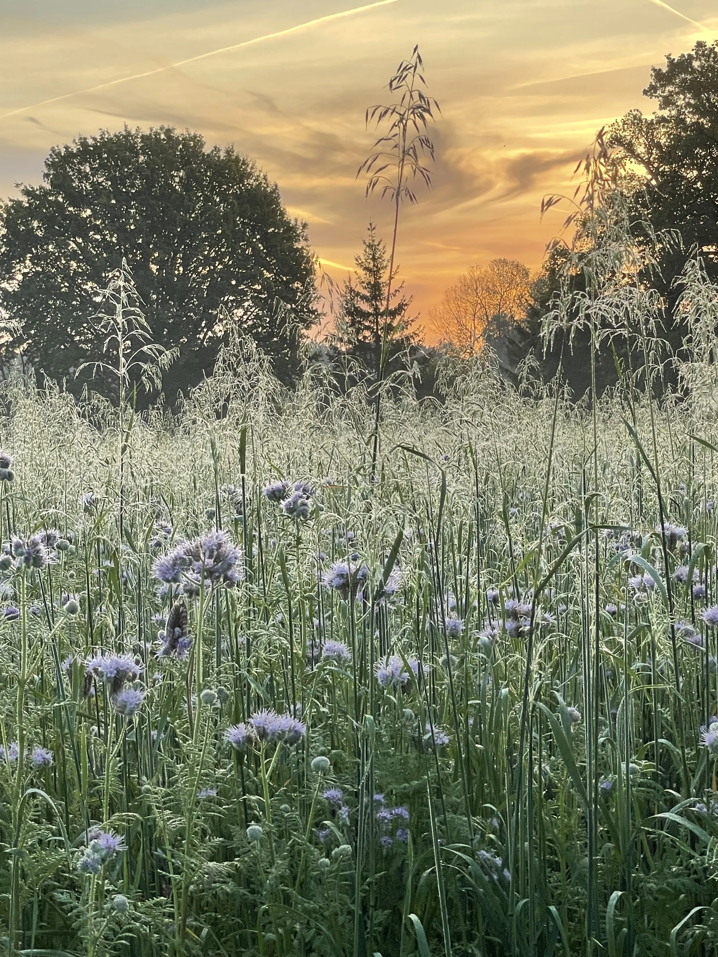 Energie en prikkelende warmte dankzij een oefening uit aromatherapie
