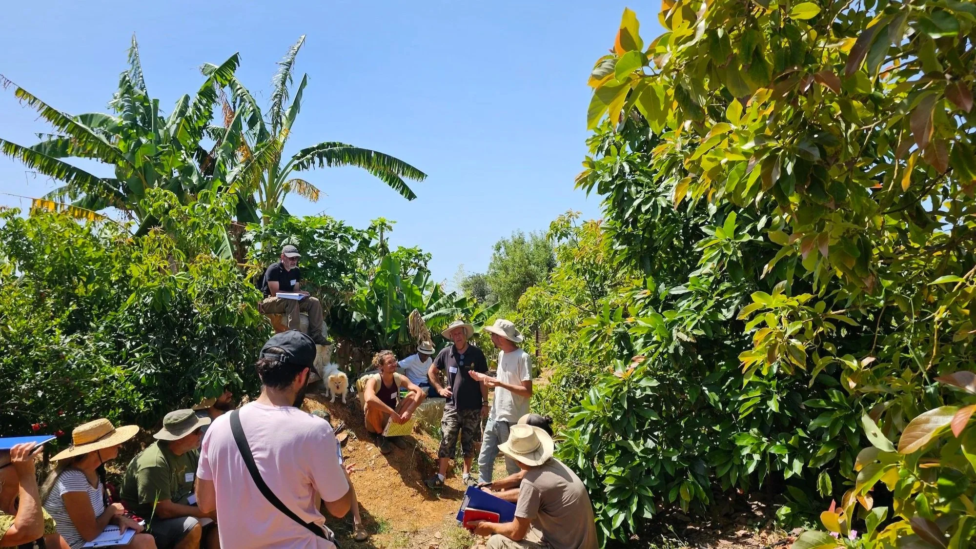 Amongst the Avocado, Pomegranate and Mango trees, during a Food Tree Propagation Workshop, July 2024
