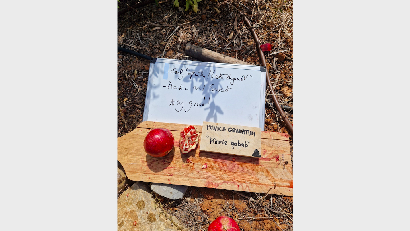 Punica_granatum-Pomegranate-Kirmiz_kabub.png