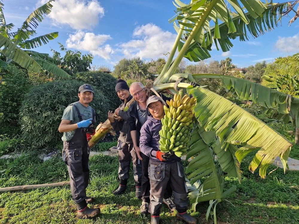 Harvesting_Banana_bunch-Workers_and_founder.jpg