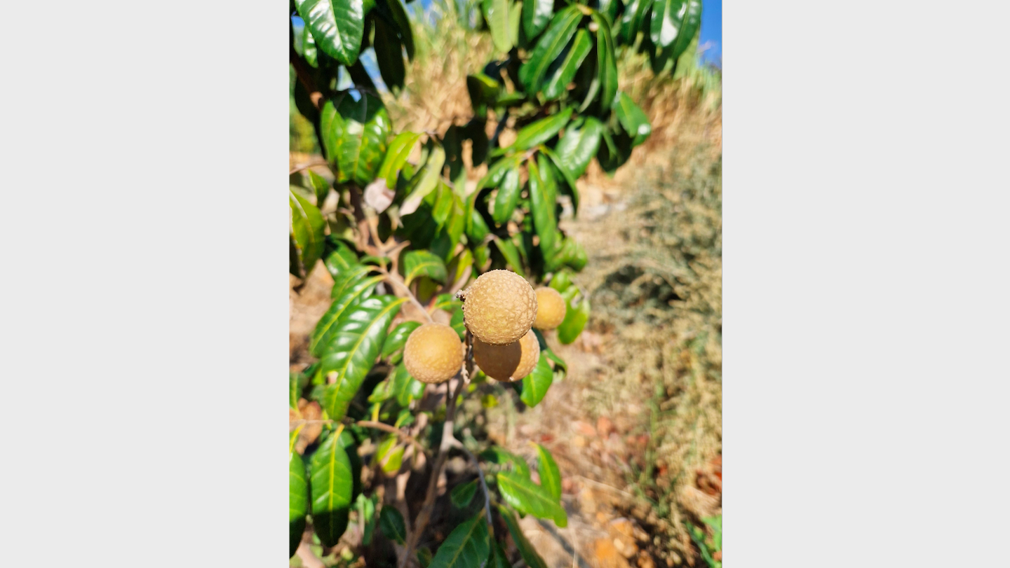 Dimocarpus_longan-fruit.png