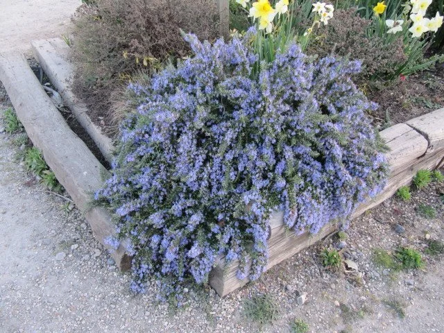 Rosmarinus_officinalis prostratus - Creeping rosemary shrub
