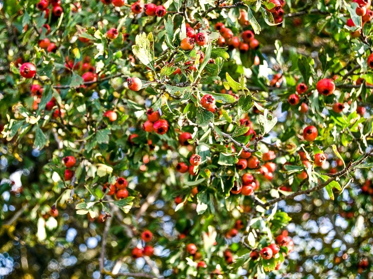 Crataegus azarolus - Azarole fruit
