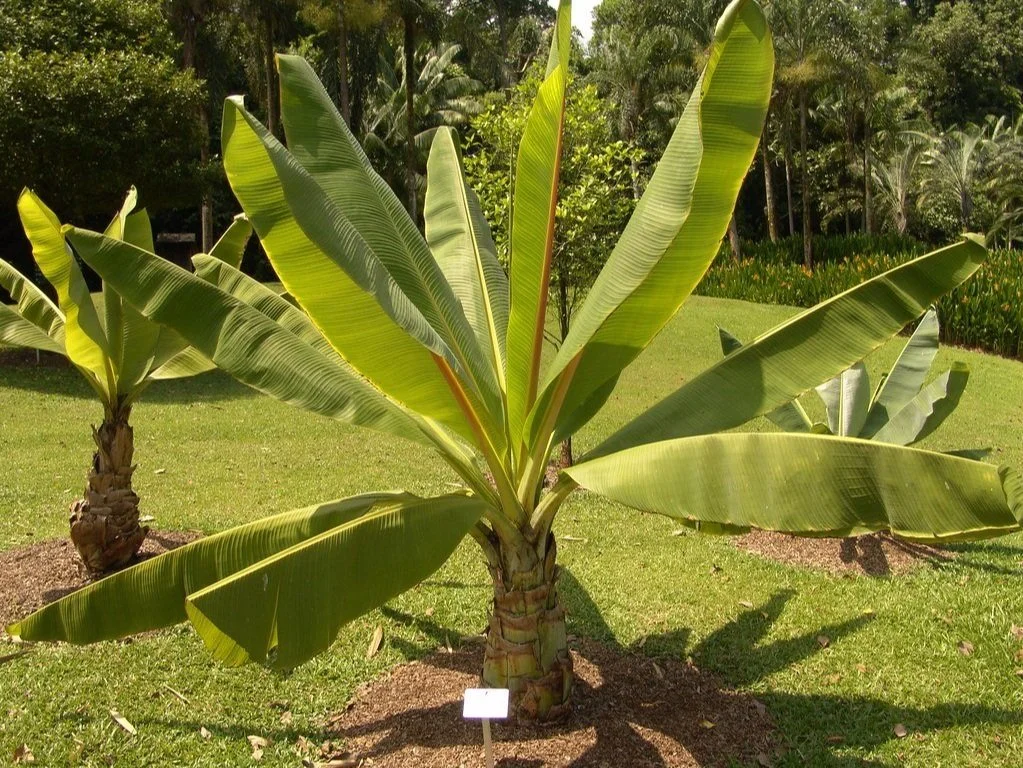 Ensete ventricosum - Ethiopian banana plant
