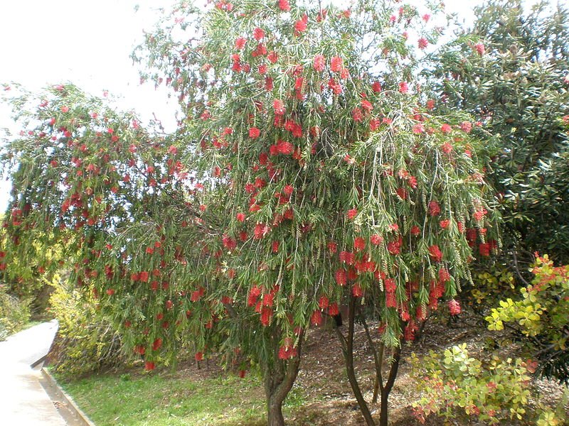 Bottle Brush Weeping