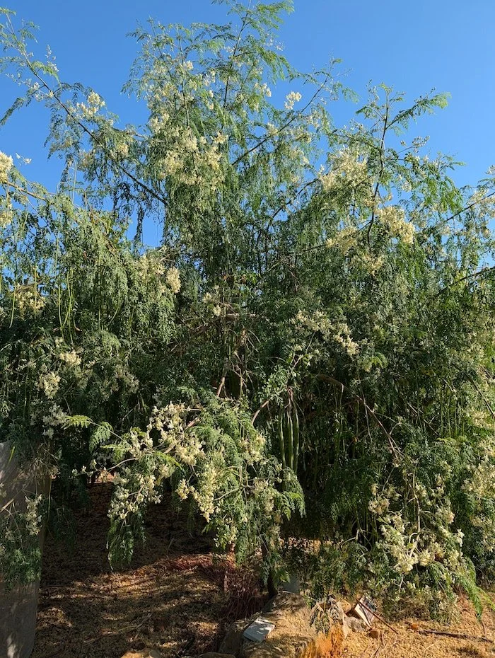 Moringa oleifera tree
