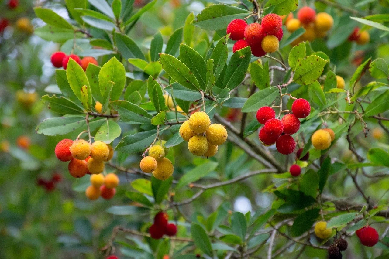 Arbutus unedo or strawberry tree at the Orchard of Flavours in the Algarve, Portugal