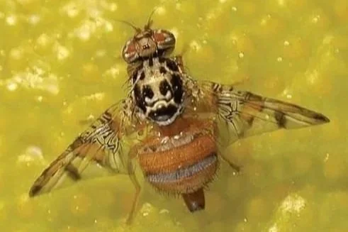 Mediterranean Fruit Fly the orchard pest