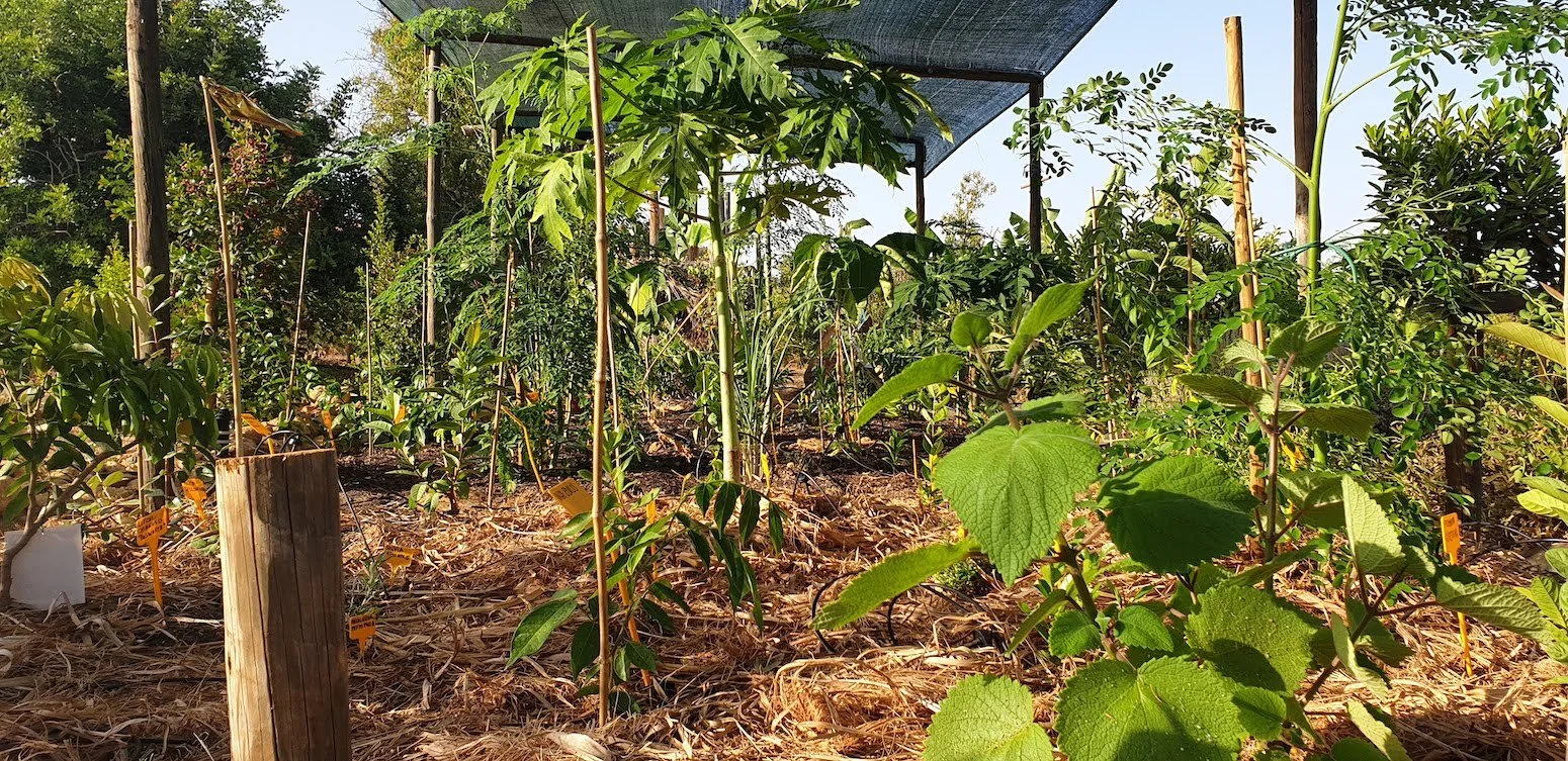 miyawaki_fruit_forest_planting2.jpg
