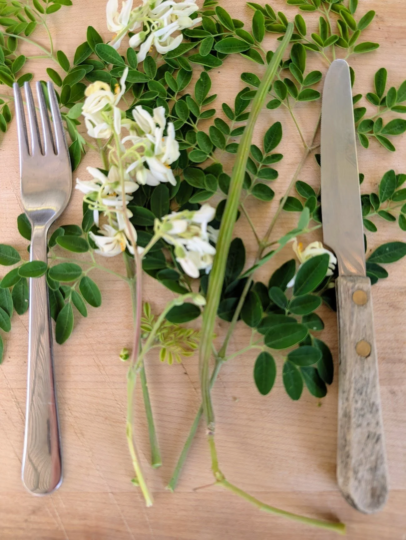 Moringa oleifera - Edible leaves