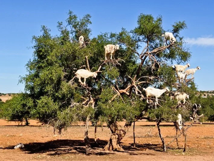 Argania Spinosa - Argan tree