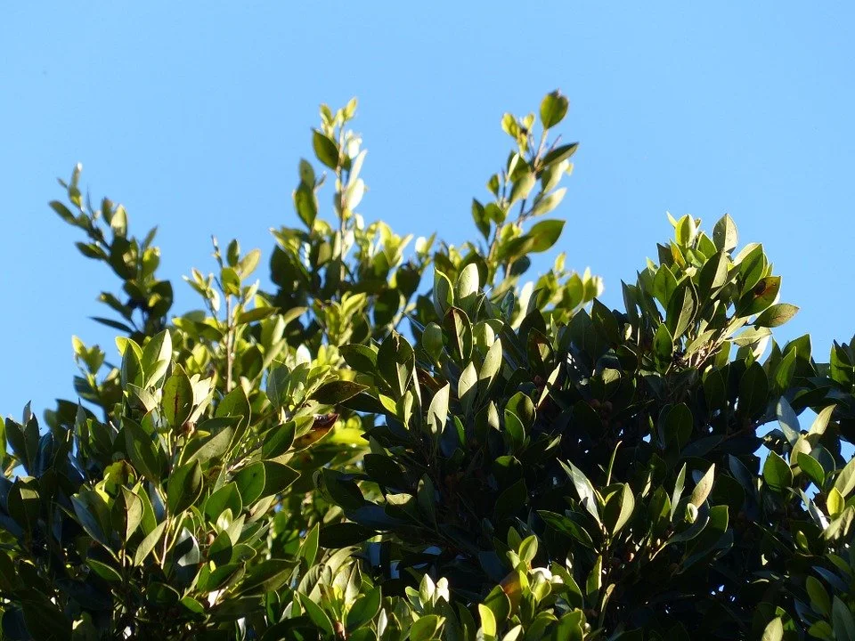 Laurus nobilis - laurel bayleaf tree