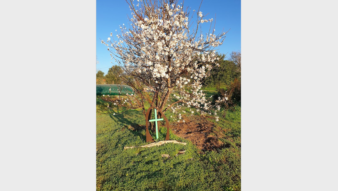 flowering_almond_tree_cemetery.png