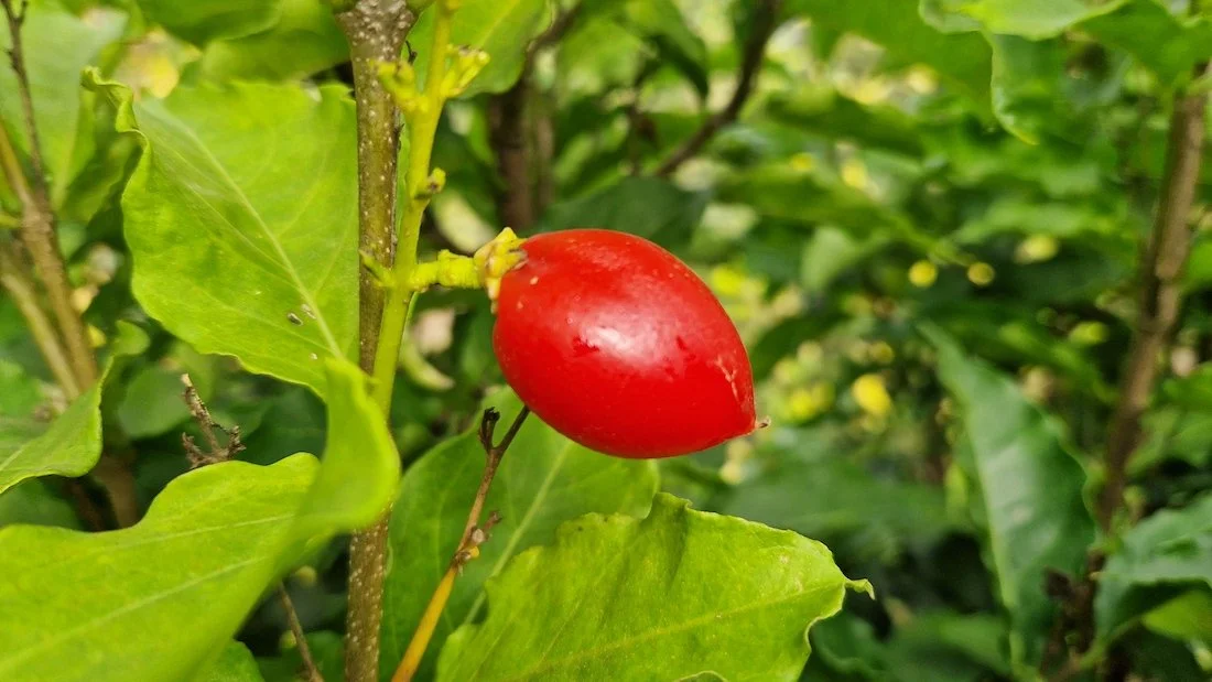 Solanum betaceum or tamarillo fruit