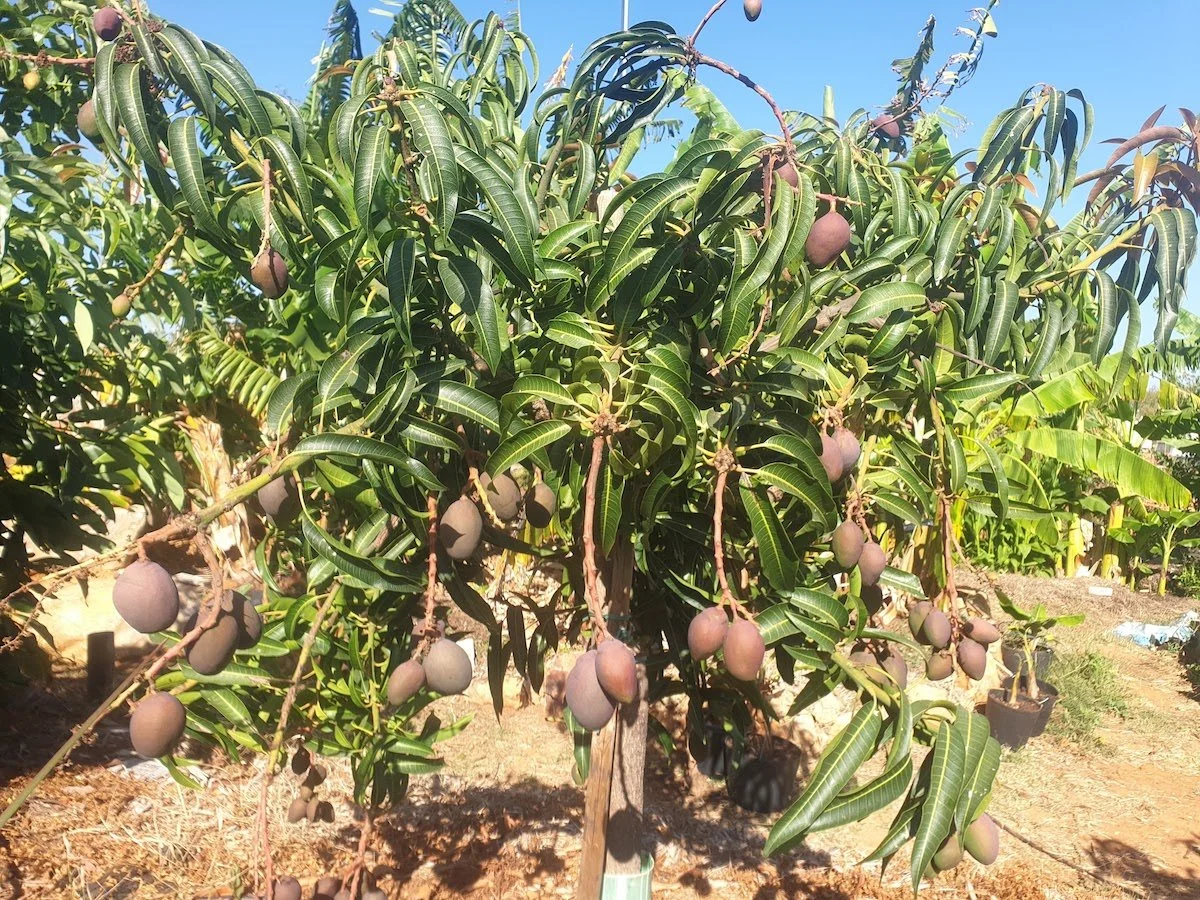 Three_year_old_Mango_tree.jpg