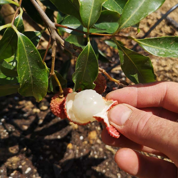 Harvesting a lychee (Litchi chinensis)