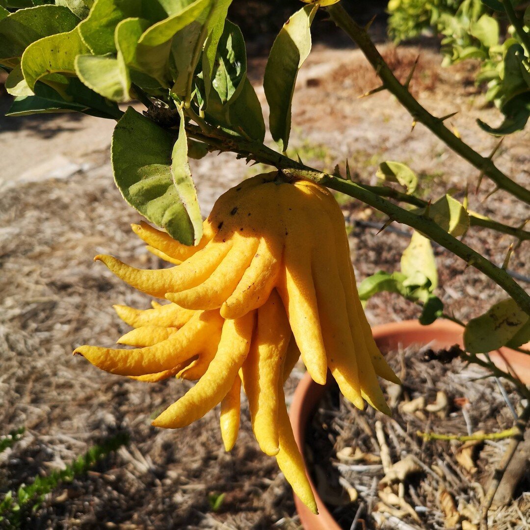 Can you guess the name of this funny looking fruit and where it originated? 🌎🤔

This unusually large, yellow fruit splits into what look like fingers or tentacles 🦑 Although there is very little or no flesh to the fruit, the thick rind has an amaz