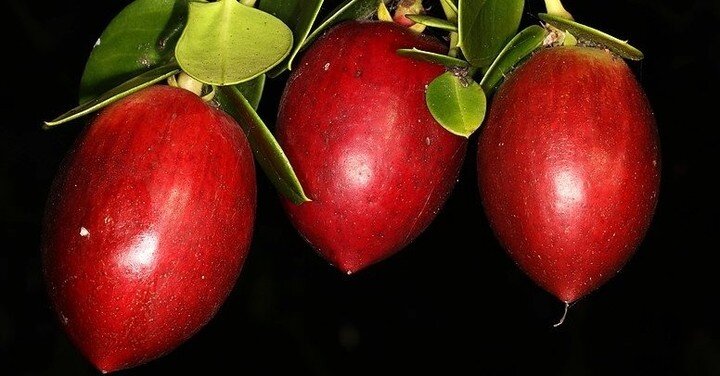 Can you guess, what the name of this shiny red fruit is and where it originated? 🌿🌎🌞

This dangerous looking fruit is actually edible! It can be eaten raw or cooked and has a sweet to subacid, sometimes astringent taste. Loving direct sunlight and