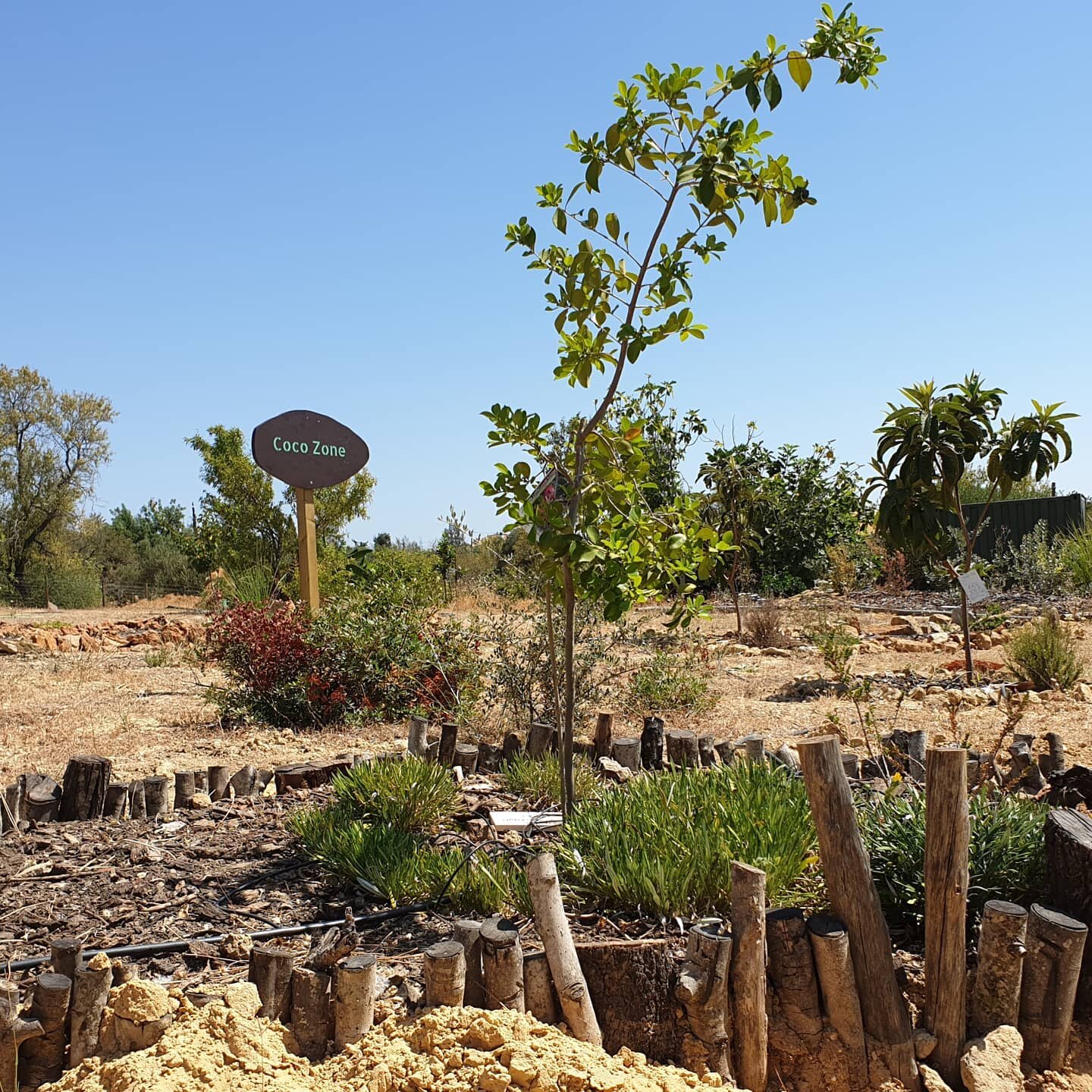 Island of fertility in &quot;Coco zone&quot; which means &quot;shit zone&quot; in Portuguese because it is a very poor soil. Chinese guava tree, Psidium cattleianum with shredded wood mulch and covering flower#permaculturetavira #permaculturedesign #