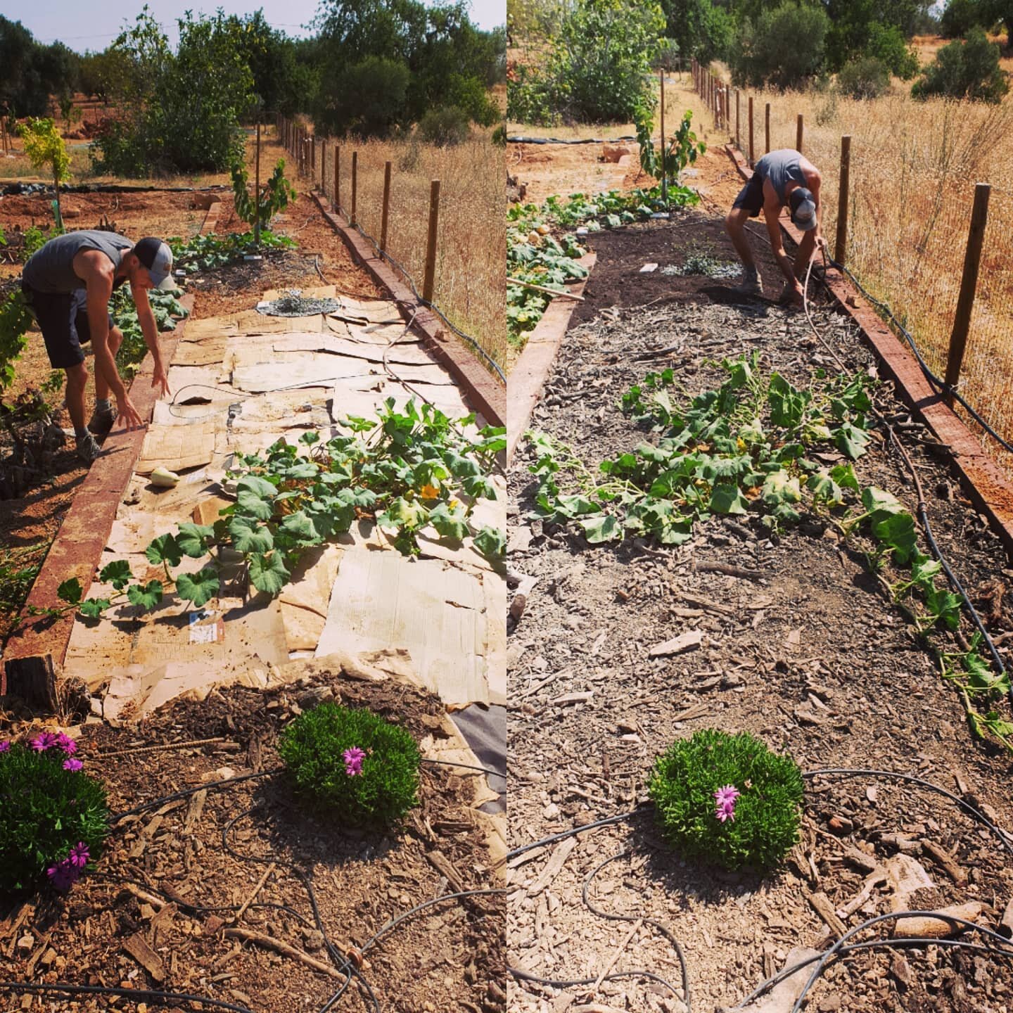 Mulching techniques: recycling cardboard and a layer of plain compost. #permaculturedesign #mulching #botanicalgarden #algarveportugal #tavira #sustainablelifestyle #wwoof