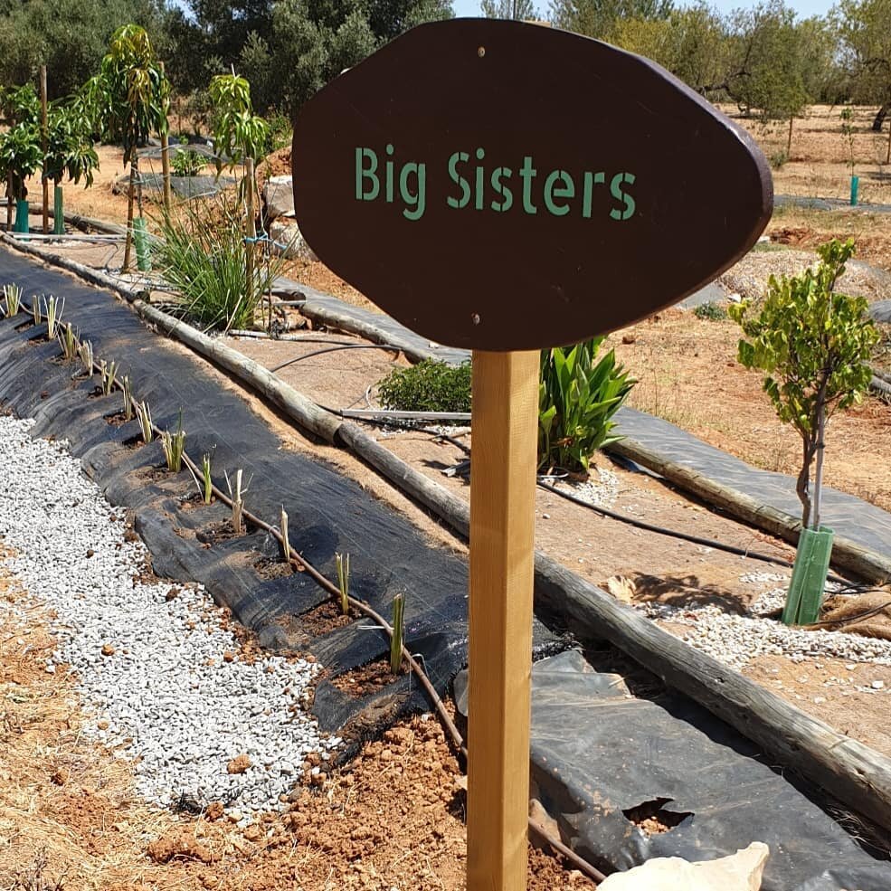 Vetyver grass to consolidate the raised bed of advocado and mango trees. #vetyver #raisedbedsgarden #advocado #permaculturetavira #algarve#portugal #botanicalgarden #organicfarming #sustainablelife#dripirrigation