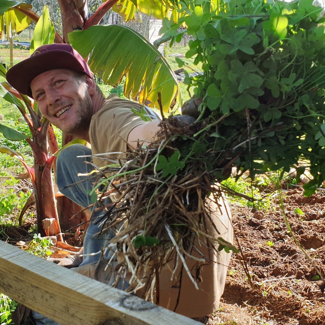 As 2020 came to an end, we can proudly announce that we reached our goal of planting 250 fruittrees, since the start of the project 🌳❤️🌞 Thanks to everyone, who helped us achieving this goal. It has been a very successfull year for Pomar dos Sabore