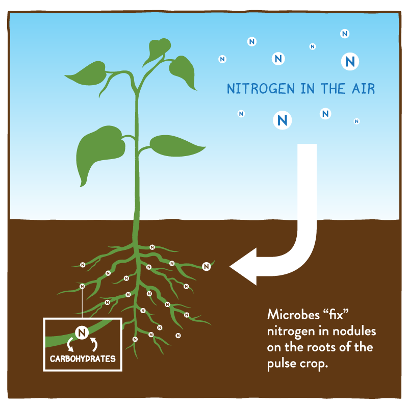 Image of Nitrogen-fixing plants