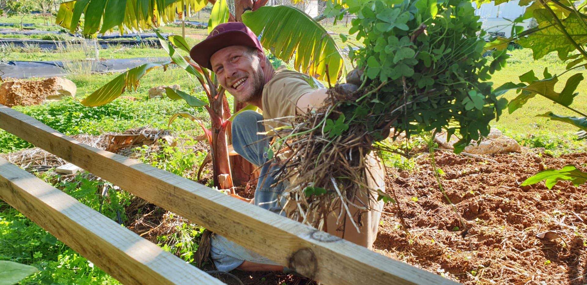 wwoofer from Germany fertilizing the banana trees