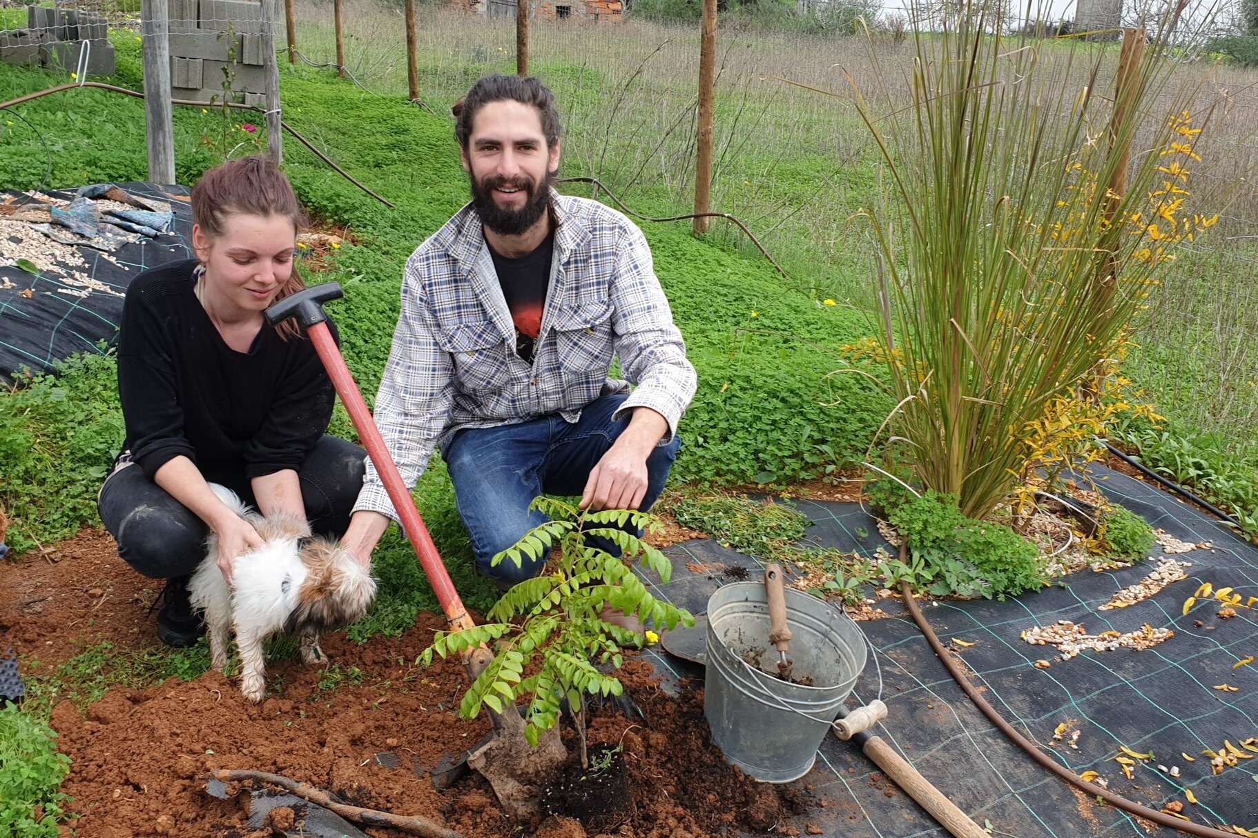 wwoofer from Australia planting a murraya koenigii