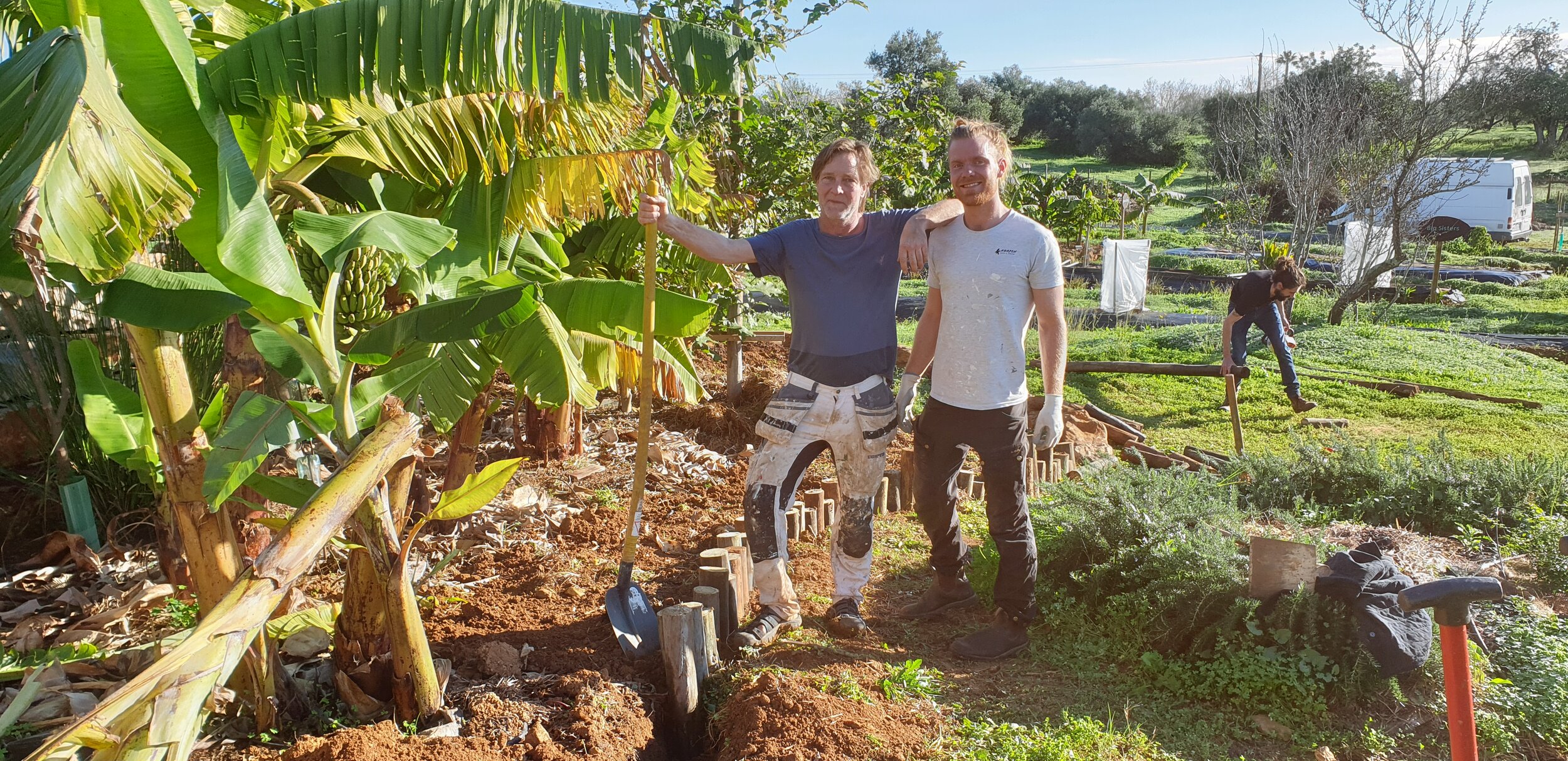wwoofer from Sweden planting a rare banana tree, Musa Lep Chang Kut