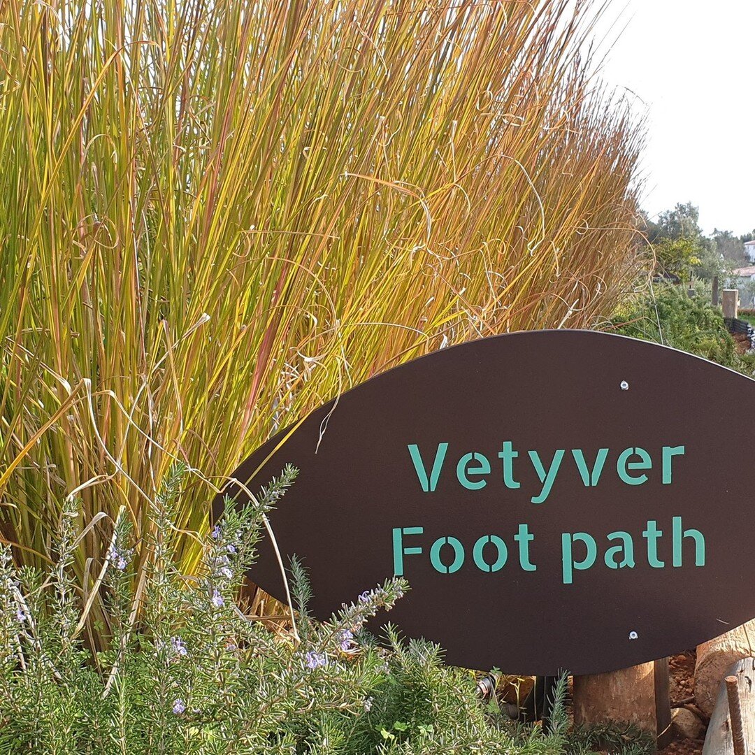 Vetyver, the miracle grass. Read our article on orchardofflavours.com (section Learn). Very deep vertical roots ideal to consolidate your raised beds. Very drought tolerant.  #vetyver #permaculturealgarve #permacultureportugal #raisedbeds #botanic #b