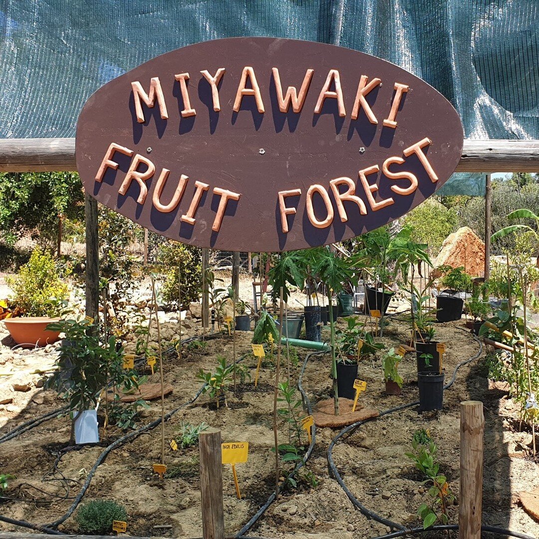Miyawaki Forest. A fast way to grow a sustainable forest: one meter deep soil decompaction, lots of compost, 3 trees per square meter, mycorrhiza inoculation... Discover the experience on www.orchardofflavours.com
#miyawakimethod #miyawakiforest #ref