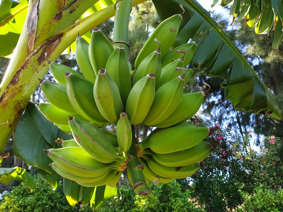 Fruit Quiz! There are more than 100 varieties of Bananas in this world.. 🍌 can you guess the name of this one and where it originated? 🤔 🌍

It is extremely hardy to cold, drought and wind - therefore it can even survive the algarvian winter! This 