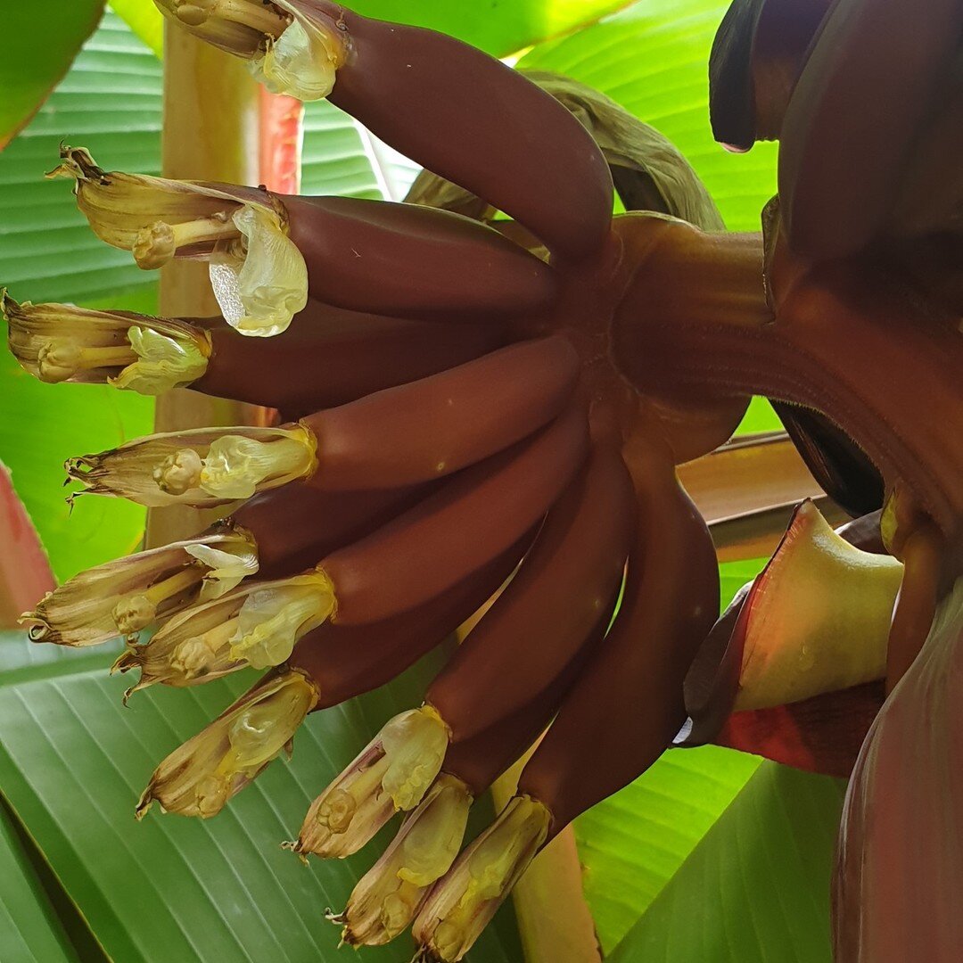 Red bananas (Musa acuminata red dacca). A delicous rare banana that can grow in Southern Portugal.
#bananaplanting #subtropicalgardening #subtropicalfruit #tavira #permaculturelife #botanicalgardens #botanicgardens #redbananatree