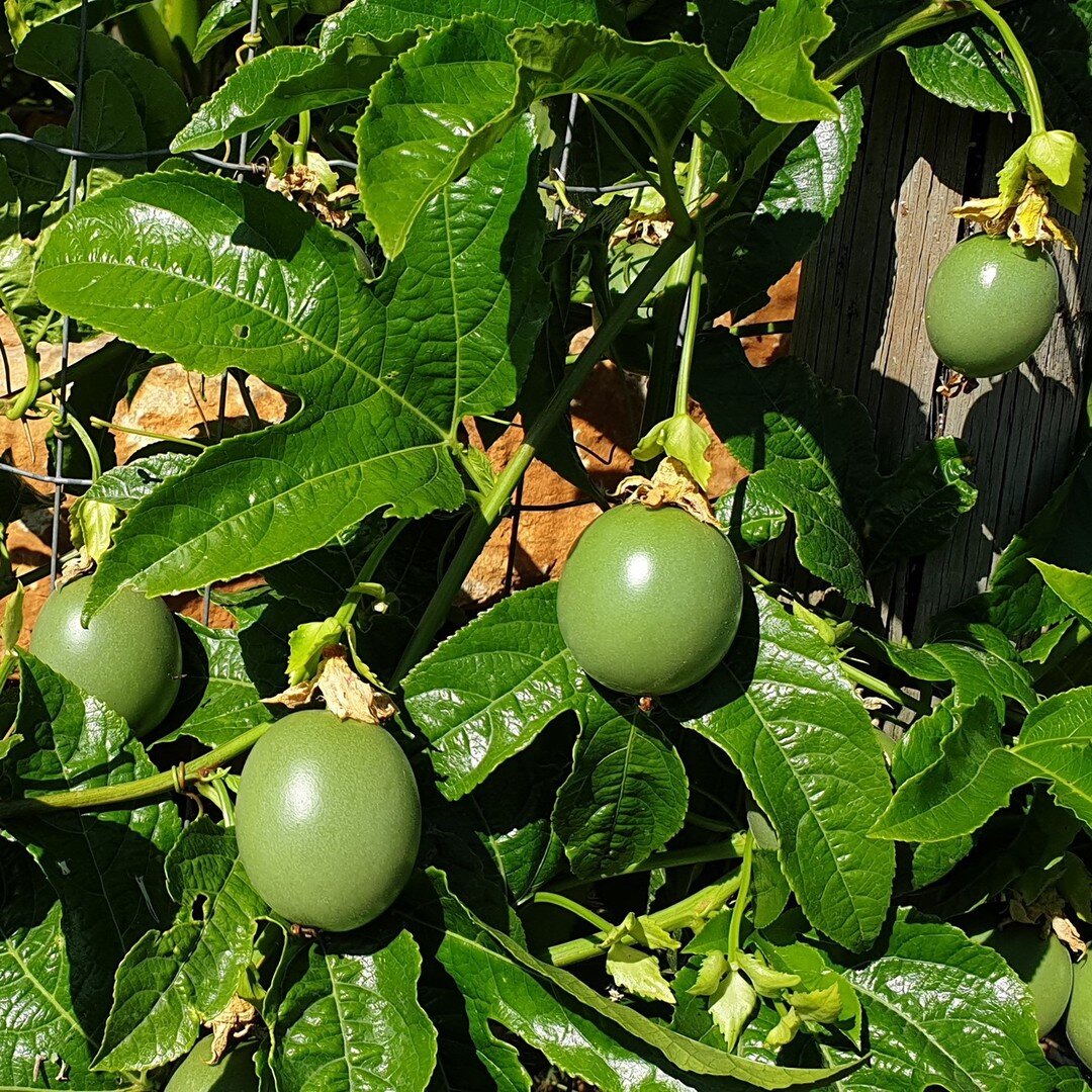 Passion fruit (Passiflora Edulis), creeping plant from Latin America. Big harvest from July till October
#passionfruit #botanicalgarden  #botanicgardens #tavira #permaculturedesign #tavira #permaculturedesign