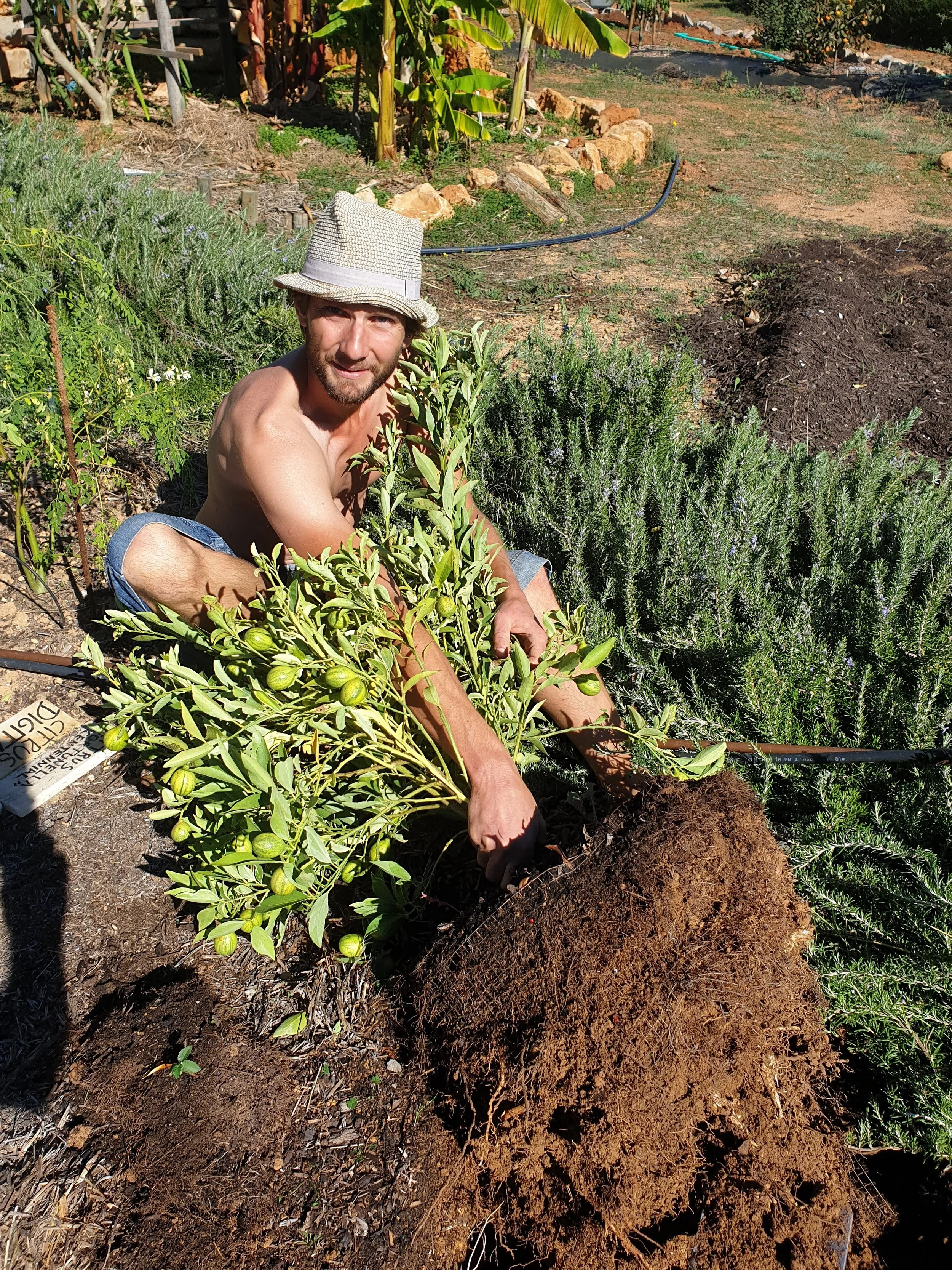 wwoofer from France planting a kumquat, citrus fortunella variegata