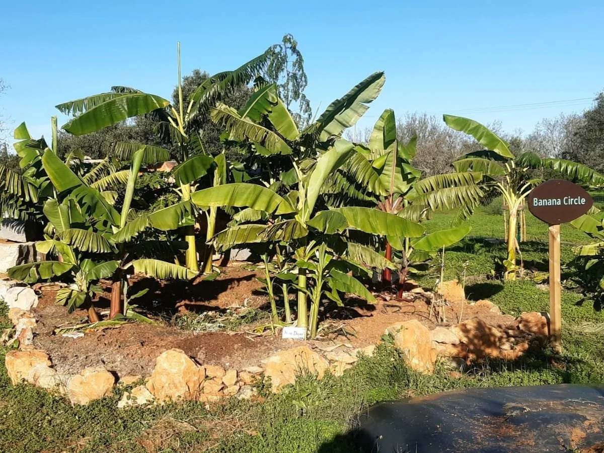Banana circles Learn articles Orchard of Flavours