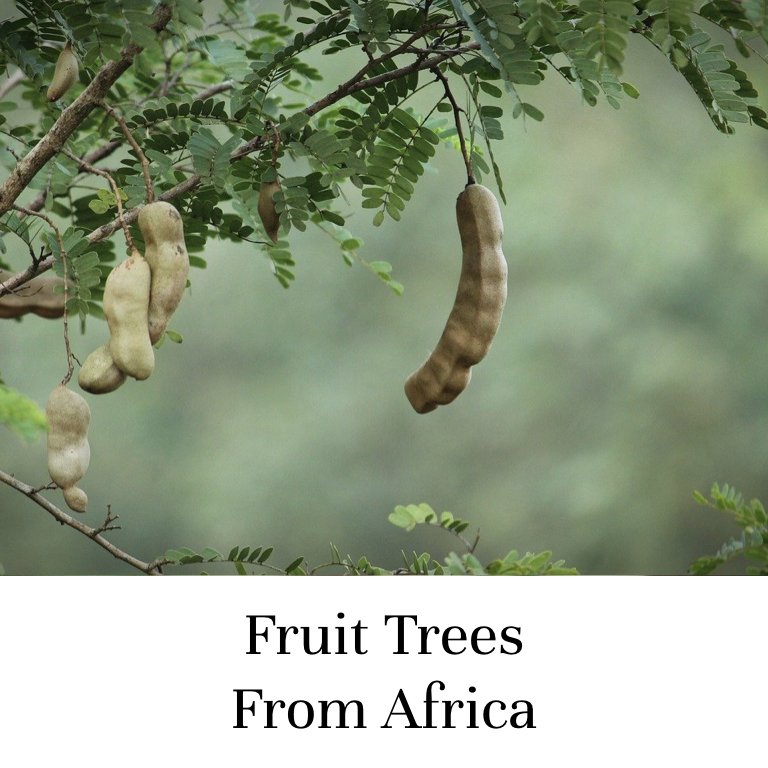 Fruit Trees From Africa