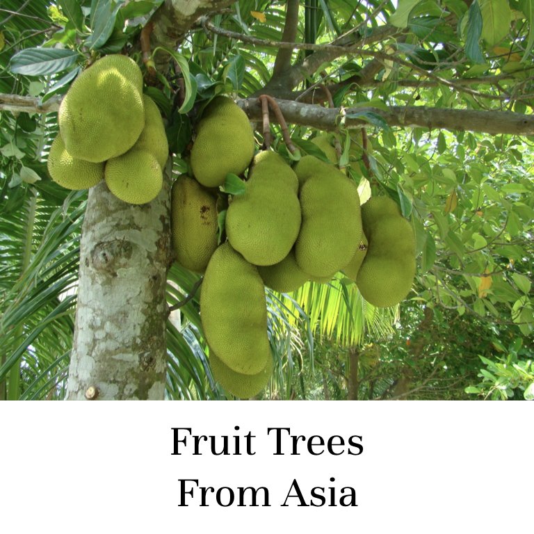 Fruit Trees From Asia