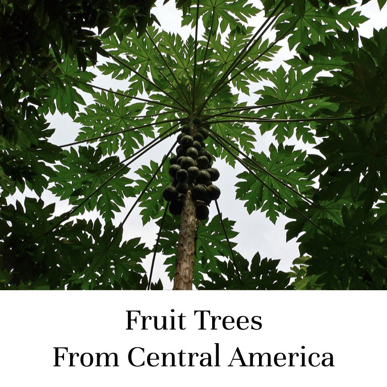 Fruit Trees From Central America