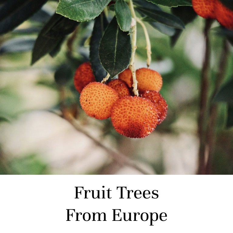 Fruit Trees From Europe