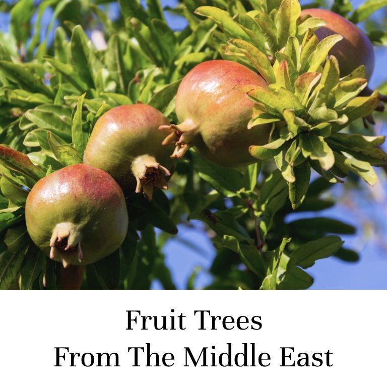 Fruit Trees From The Middle East