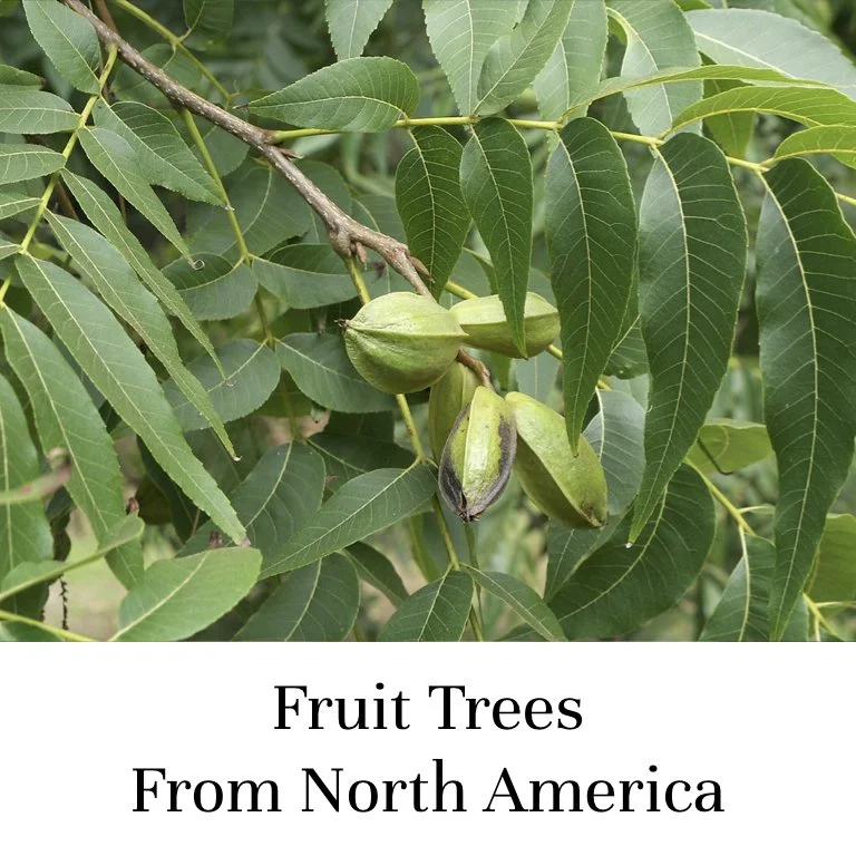 Fruit Trees From North America