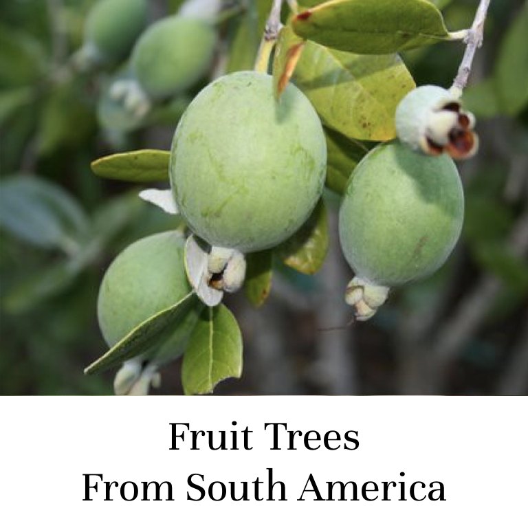 Fruit Trees From South America