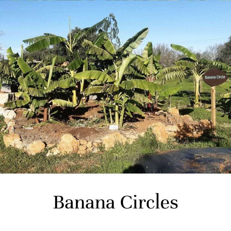 Banana Circles