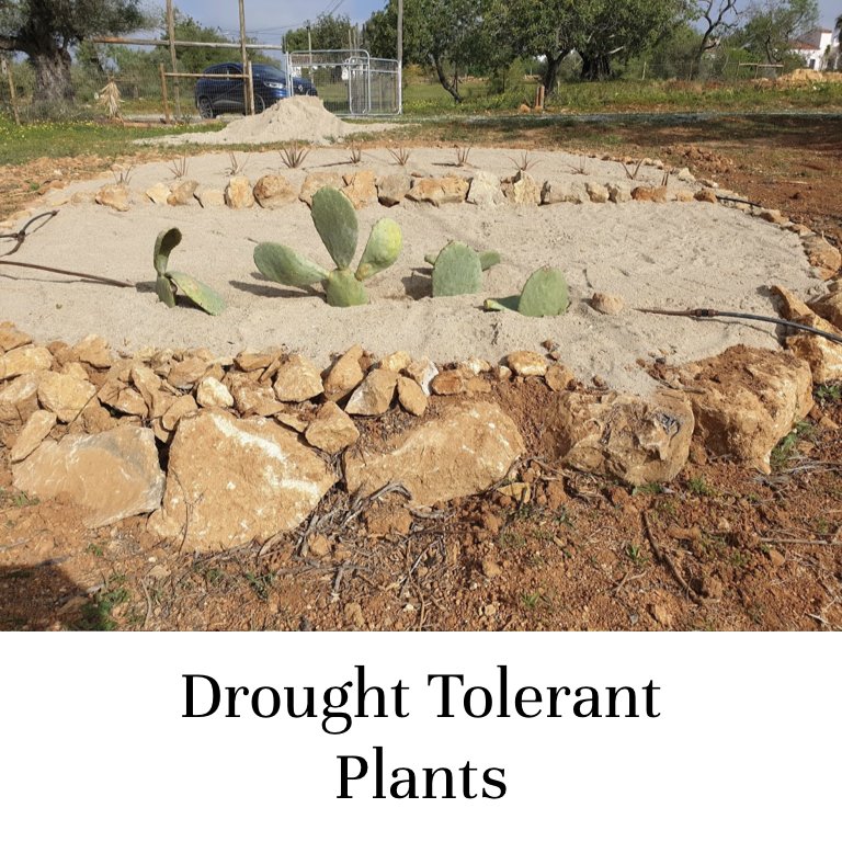Drought Tolerant Plants