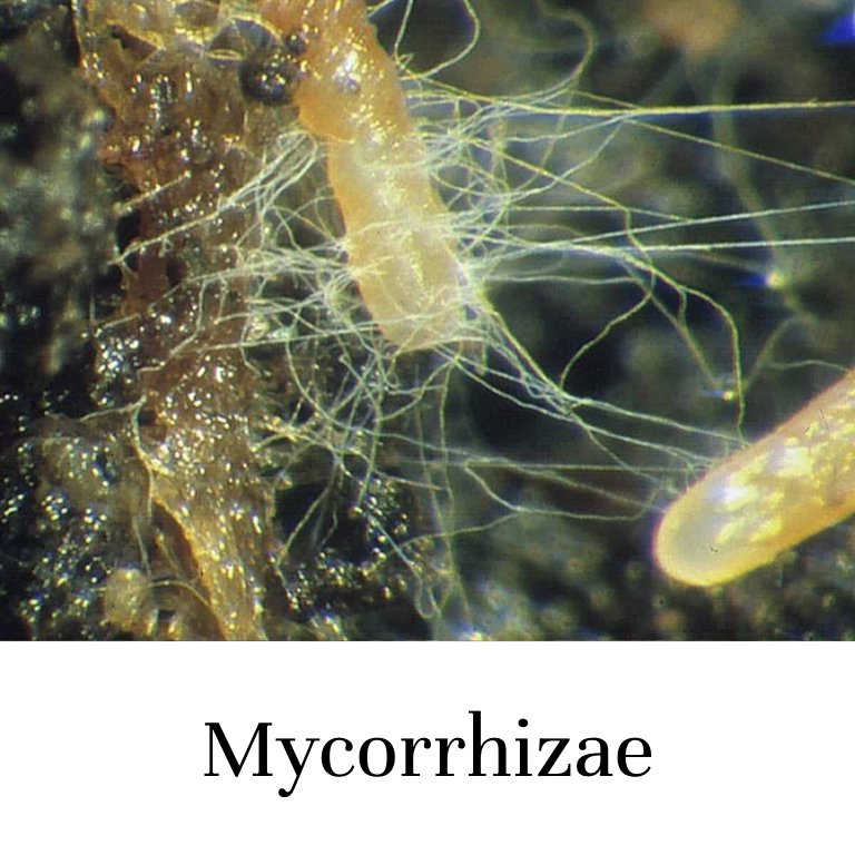 Mycorrhizae