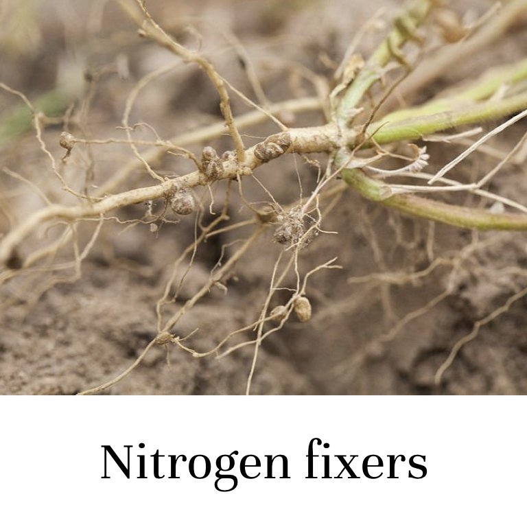 Nitrogen Fixers