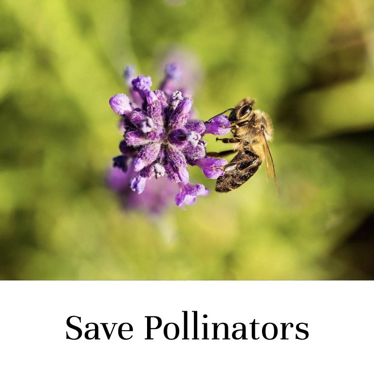 Save Pollinators